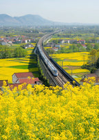 6 Days 5 Nights Hanzhong Taoist Retreat & Panda Experience – Foping · Hanzhong · Mianxian County