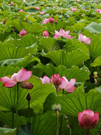 6 Days 5 Nights Wuhan & Wudang Taoist Heritage Journey