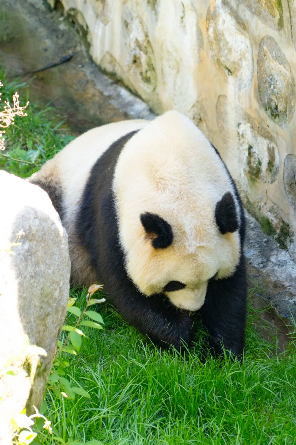 6 Days 5 Nights Hanzhong Taoist Retreat & Panda Experience – Foping · Hanzhong · Mianxian County