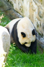 6 Days 5 Nights Hanzhong Taoist Retreat & Panda Experience – Foping · Hanzhong · Mianxian County