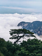 South of Qinling: Panda Experience & Mount Huashan View