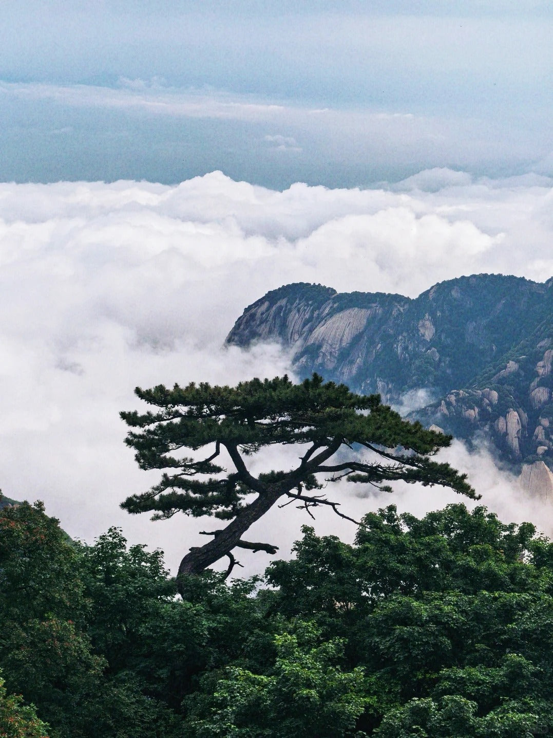 South of Qinling: Panda Experience & Mount Huashan View