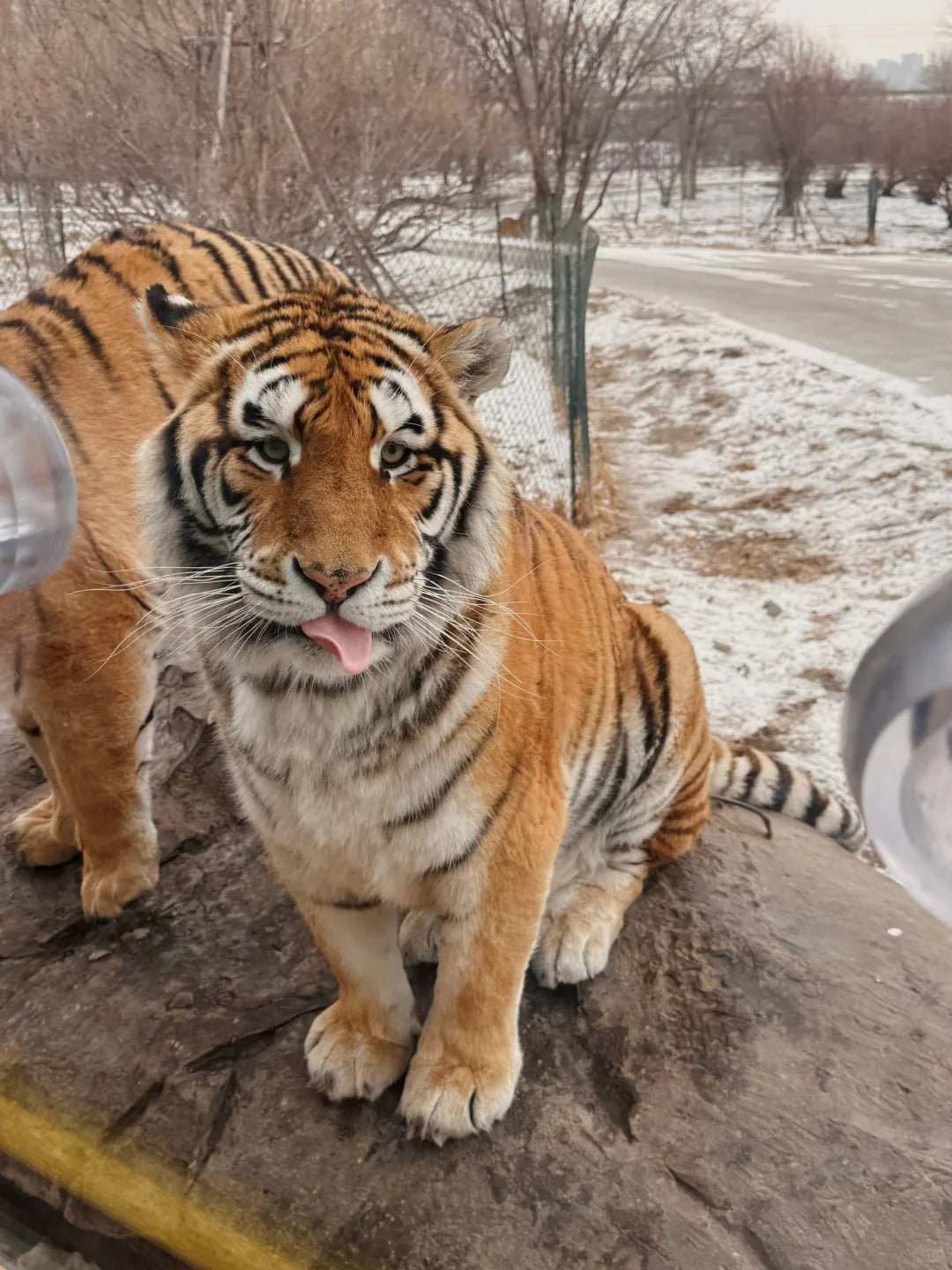 5 Days 4 Nights Harbin Winter Magic & Yabuli Snow Adventure