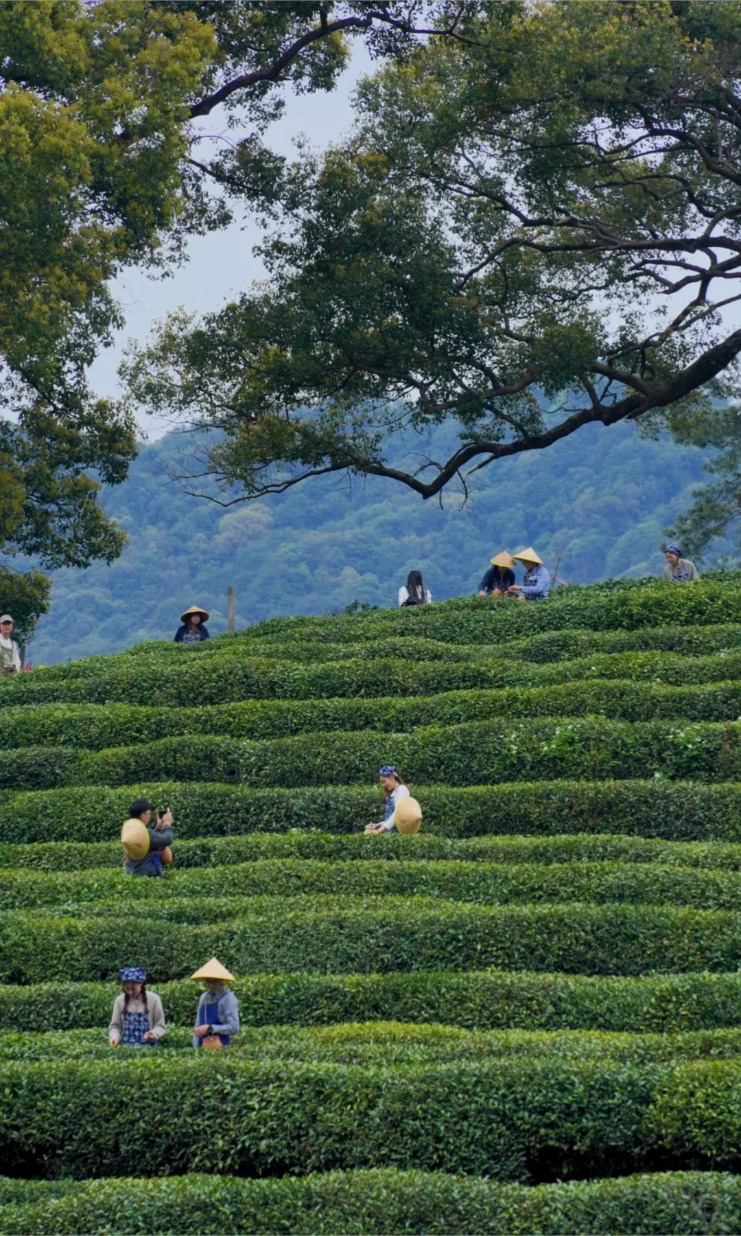 2 Days 1 Night – Hangzhou West Lake & Meijiawu Tea Village