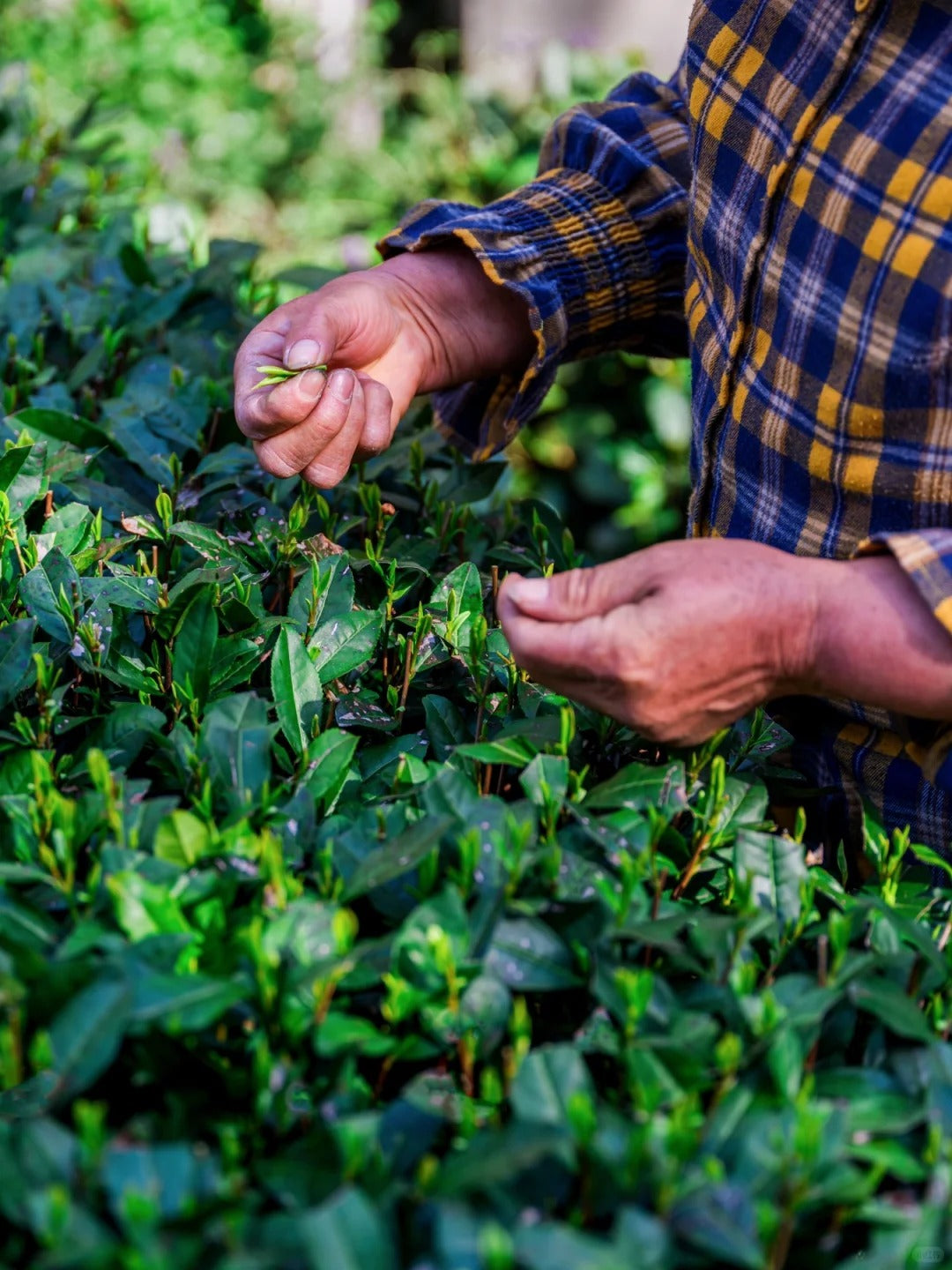 2 Days 1 Night – Hangzhou West Lake & Meijiawu Tea Village