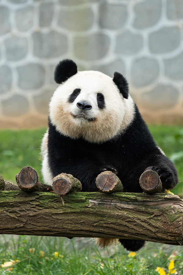 South of Qinling: Panda Experience & Mount Huashan View
