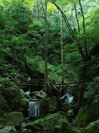 South of Qinling: Panda Experience & Mount Huashan View