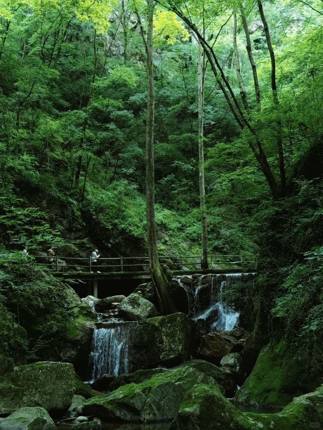South of Qinling: Panda Experience & Mount Huashan View